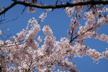 Cherry Blossoms in Spring