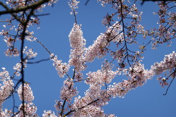 Cherry Blossoms in Spring