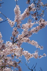 Cherry Blossoms in Spring
