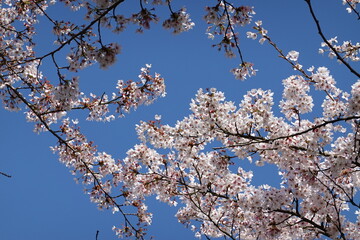 Cherry Blossoms in Spring