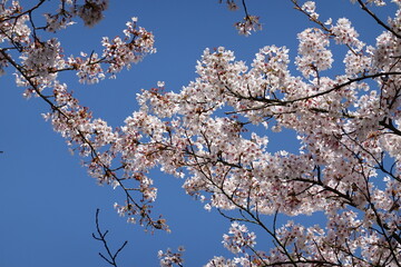 Cherry Blossoms in Spring