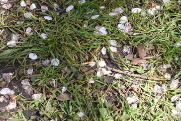 Cherry Blossoms in Spring