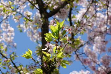 Cherry Blossoms in Spring
