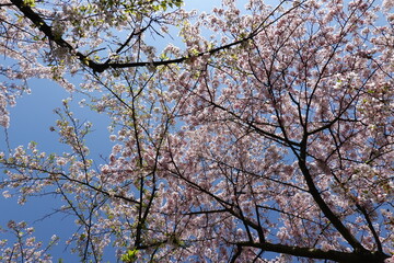 Cherry Blossoms in Spring