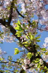 Cherry Blossoms in Spring