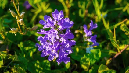 Obraz premium Sunlit violet blossoms