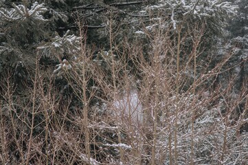 Delicate snow-laden twigs of saplings set before towering evergreen trees. Frosty spider web in a chilly woodland scene. Seasonal landscape with white snow and natural flora.