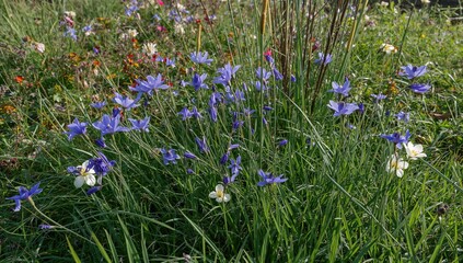 Vibrant blooming flowers surrounded by lush greenery in a natural setting