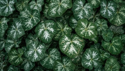 Abstract summer pattern with Caladium leaves texture