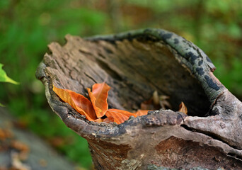 Herbst im Wald