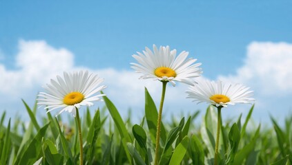 Three charming daisies blossoming in springtime ©  AugmentArt