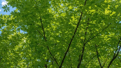 Vibrant green foliage in the peak of summer, with crisp edges contrasted by soft, filtered sunlight. The dense tree canopy sways lightly in the warm wind.