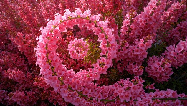 Coiled design adorned with vibrant pink snapdragons
