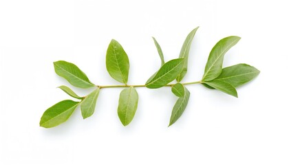 Single sprig of bay leaves on a white background