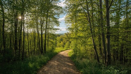 Fototapeta premium Sunlit Trail Winding Through a Springtime Woodland