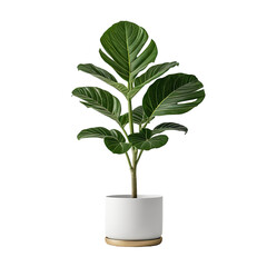 Digitally rendered fiddle leaf fig tree in a white pot, black background