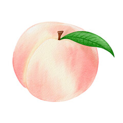 Watercolor peach fruit