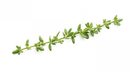 Oregano or marjoram sprig with leaves on a white backdrop, culinary herb. Natural ingredient. Wellness concept. Nutritious diet. Premium image quality