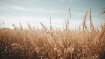 Fototapeta premium Dry Grass Texture Background