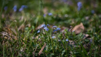 Blue Forgetnot Flowers Bloom