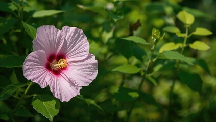 Summer garden blossoms of Hibiscus moscheutos, also known as rose mallow or swamp rose-mallow