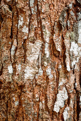 Obraz premium Detailed vertical close-up of Pinus merkusii bark showing rough natural texture with reddish-brown tones and mossy green highlights
