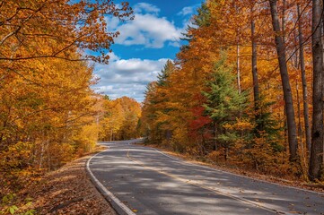 Obraz premium Pathway Through Fall Woods