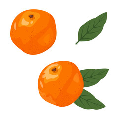 Set of two tangerines with leaves on an isolated background. Vector illustration.