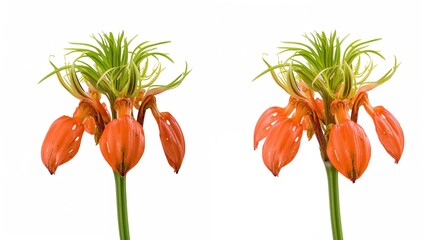 Bright Orange Fritillaria Flower on a Clean White Backdrop