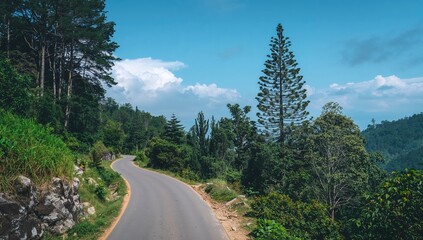 Fototapeta premium Hiking path through dense forest and natural landscapes