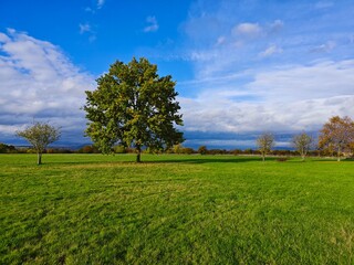 Fototapeta premium Natur Baum Herbst 