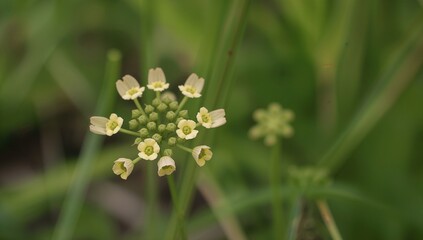 Sweet-smelling plant with tiny yellow or white blossoms, often seen in fields and prized for its aroma and ability to improve soil quality