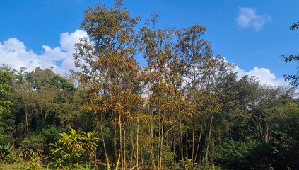 Fototapeta premium A cluster of bamboo stalks growing in a garden setting