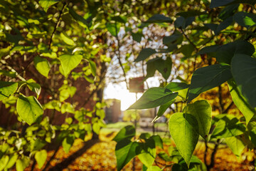 Close-up of sunlit green leaves with a soft-focus view of trees, a sign, and fallen leaves in an autumn setting. Warm natural light and ample copy space.