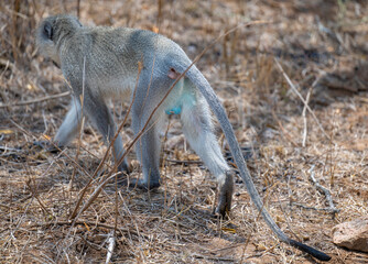Südliche Grünmeerkatze - Affe im Busch vom Krüger National Park Südafrika