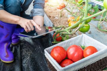 Farmer using digital tablet in tomato greenhouse