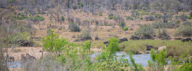 Landschaft - Flora Botanik Busch im Krüger National Park - Kruger Nationalpark