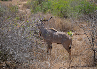 African animals Male Greater Kudu Strepsiceros in Kruger National Park South Africa
