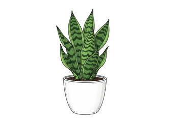 Green snake plant isolated on transparent background