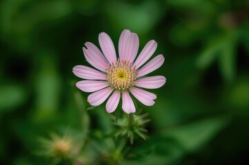 Obraz premium Light pink flowering crown vetch
