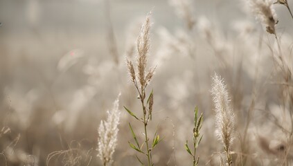 Fototapeta premium The stems of the asper plant are beginning to elongate