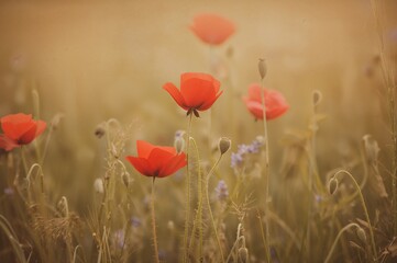 Flowers against a plain backdrop