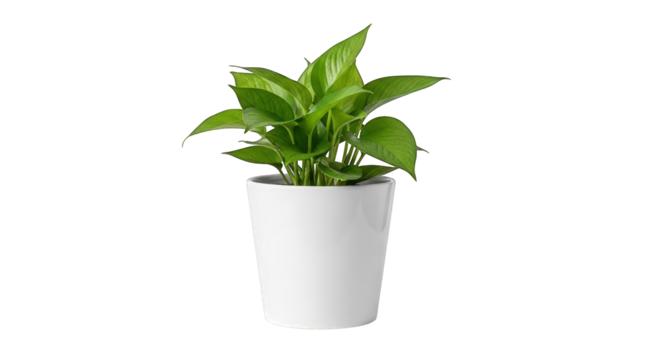 Potted golden pothos plant in a white pot on transparent background - Powered by Adobe
