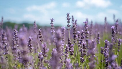 Fototapeta premium Blooming lavender landscape with soft focus