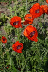 Spring Botanical Garden in Belgium
