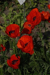 Spring Botanical Garden in Belgium