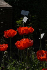 Spring Botanical Garden in Belgium