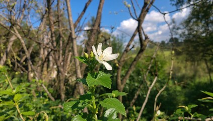 Fototapeta premium White flower blooming amidst dry tree limbs in the garden