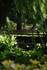 Spring Botanical Garden in Belgium