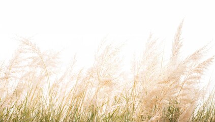 Blooming grass isolated on a white backdrop